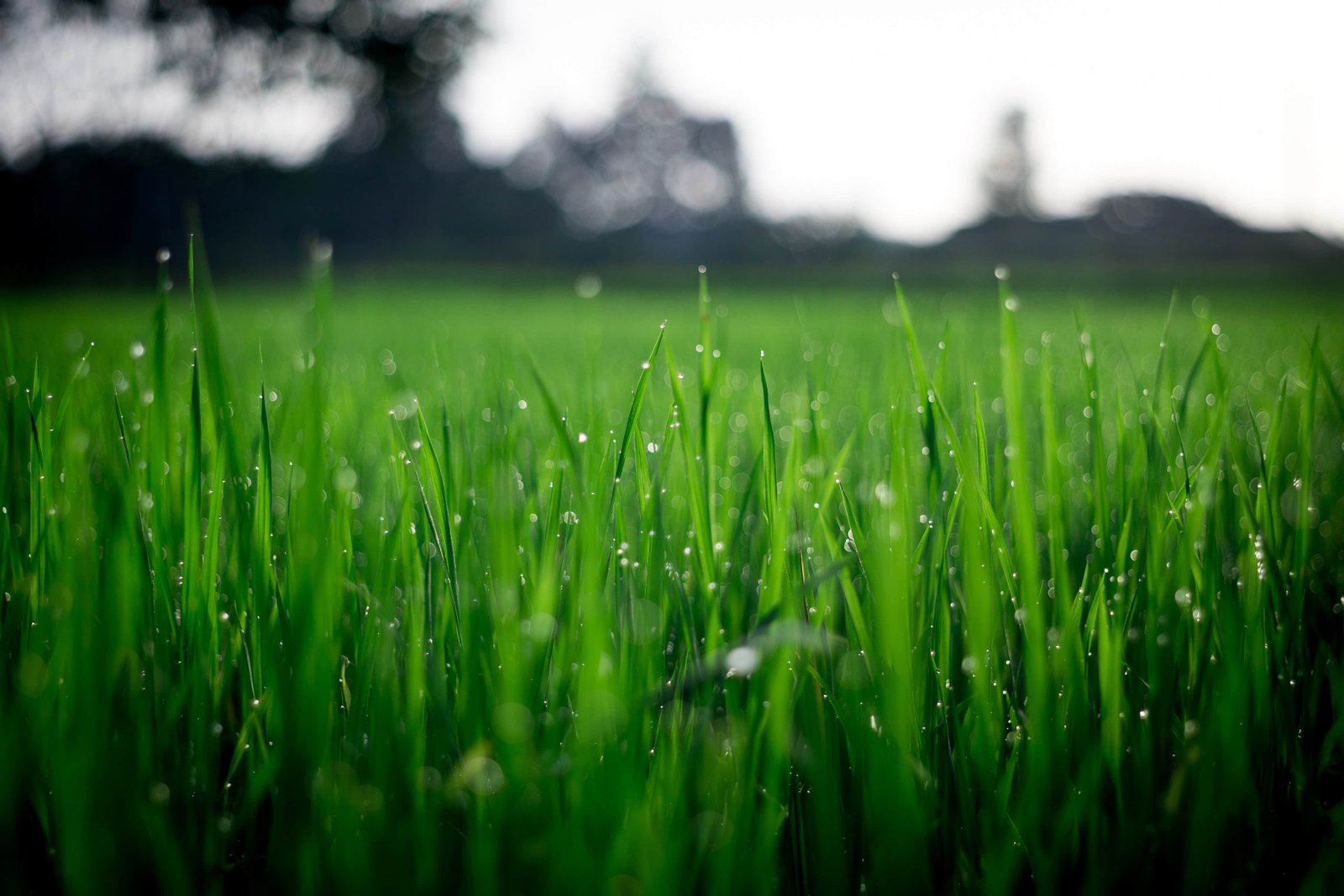 Why Choose Organic Farming
